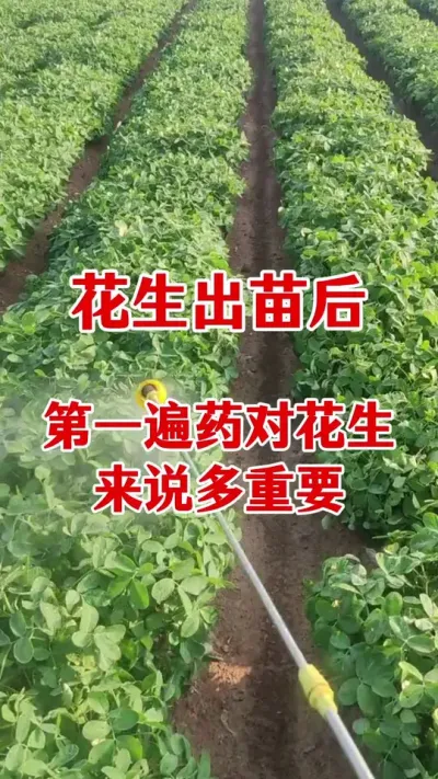 花生出苗后怎样管理#花生种植 #花生高产 #花生高产管理 #花生膨大粒粒饱 #花生高产叶面肥