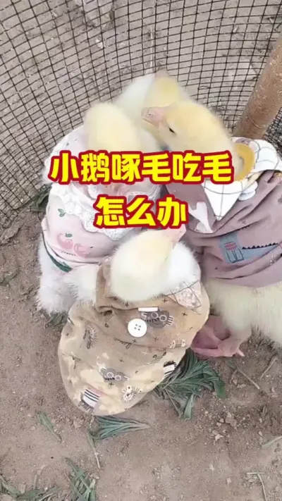 小鹅啄毛吃毛，怎么办#抖音三农#养鹅#养殖