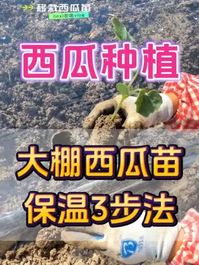 大棚西瓜保温3步法 #西瓜种植 #西瓜种植技术 #种植小技巧 #大棚西瓜 #瓜农不容易