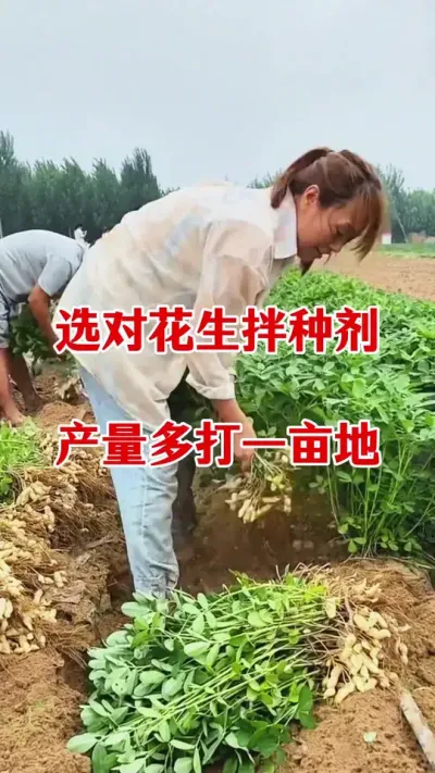 花生拌种剂怎么选#花生种植 #花生拌种 #花生拌种剂 #拌种剂 #花生高产