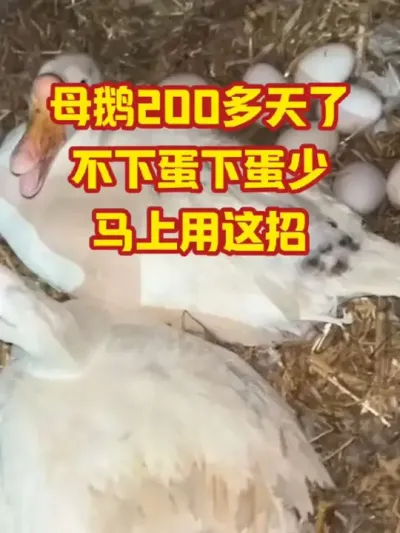母鹅200多天了，不下蛋下蛋少，马上用这招#抖音三农#养鹅#养殖