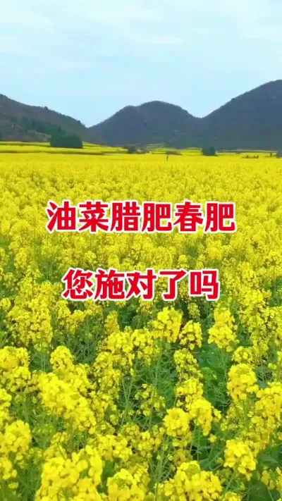 油菜施肥时间#油菜种植 #油菜施肥 #正确施肥方法 #油菜肥料配方 #三农