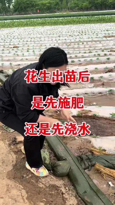 花生种植是先浇水还是先施肥#花生种植 #花生浇水 #花生施肥 #花生高产管理 #花生