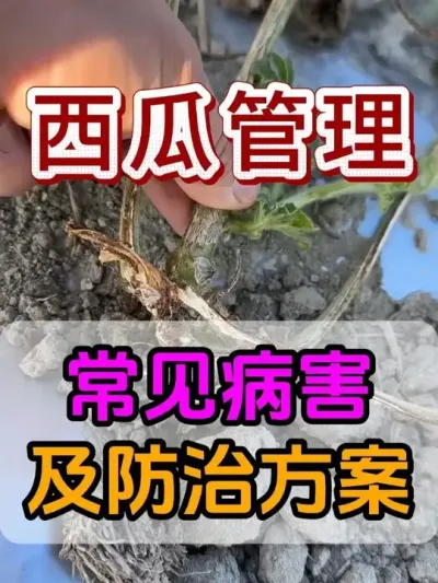 西瓜常见病害及防止方案 #西瓜种植 #花芽分化 #西瓜坐瓜 #西瓜移栽 #西瓜管理
