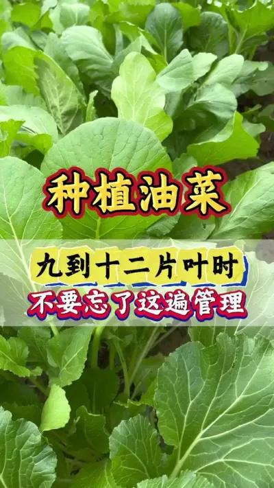 油菜想要花多荚多产量高，一定要补充硼肥#油菜种植 #油菜硼肥 #流体硼 #硼肥的功效与作用 #油菜专用硼肥