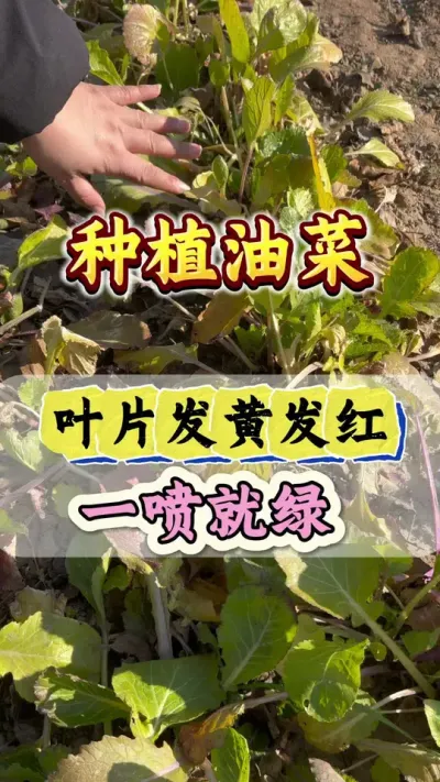 油菜叶片发黄发红，一喷就绿#油菜种植 #油菜黄叶红叶一喷灵 #油菜叶片发红发紫 #油菜高产种植 #油菜高产配方