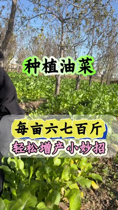 油菜高产管理配方#油菜种植管理 #油菜高产种植技术 #油菜猛涨增产宝 #油菜高产叶面肥