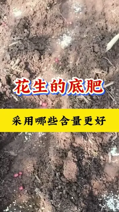 花生底肥怎样选#花生种植 #花生底肥 #花生施肥 #花生施肥技术 #花生高产种植