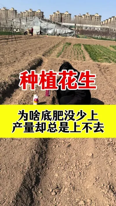 花生底肥没少上，为啥产量上不去#花生种植  #花生高产管理 #花生高产叶面肥 #花生膨大粒粒饱 #花生高产