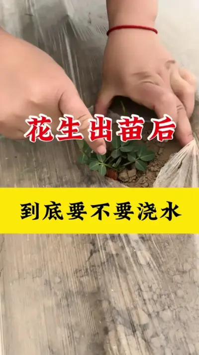 花生出苗后什么时候浇水#花生种植 #花生浇水 #花生高产种植 #花生膨大粒粒饱 #花生高产叶面肥