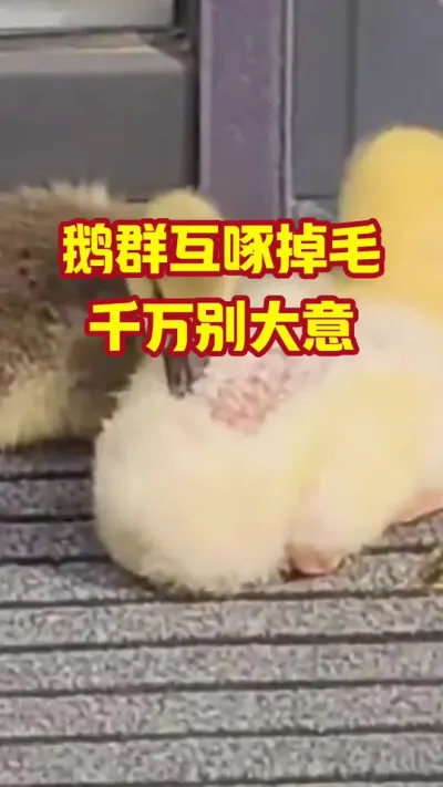 鹅群互啄掉毛，千万别大意#抖音三农#养鹅#养殖