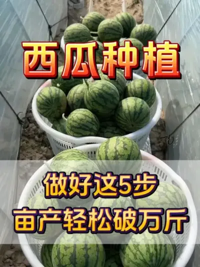 做好这5步亩产轻松破万斤 #西瓜种植 #西瓜缓苗 #种植小技巧 #西瓜移栽 #西瓜管理