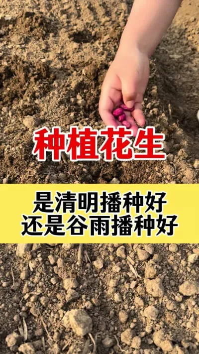 花生种植是清明播种好还是谷雨播种好#花生种植 #花生高产种植 #花生底肥 #花生颗粒硼肥 #花生播种