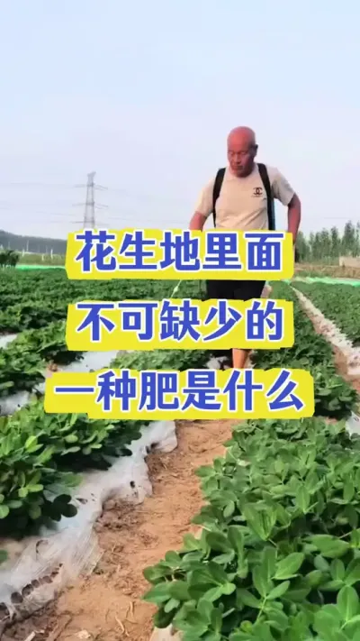 花生不能缺的一种元素#花生种植 #花生底肥 #花生颗粒硼肥 #花生的种植方法 #花生高产