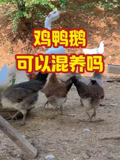 鸡鸭鹅，可以混养吗#抖音三农#养鹅#养殖
