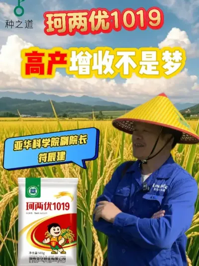 珂两优1019-高产增收不是梦 #种之道 #水稻种植技术 #高产 #春耕进行时 #珂两优1019