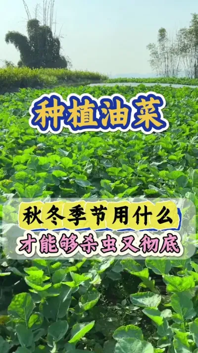 油菜怎样杀虫又彻底#油菜虫害防治 #油菜种植管理 #油菜虫害 #高氯甲维盐 #高氯甲维盐地上地下害虫专用