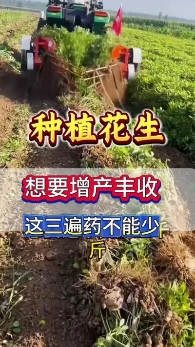 花生想要高产丰收，这三遍药不能少#花生种植 #花生三遍药 #花生种植管理技术 #花生种植技术 #三农种植