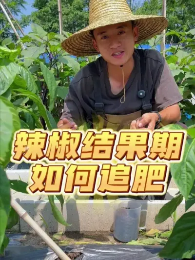 辣椒结果期怎么追肥？ #种植小技巧 #关注我一起学种菜 #家庭种植 #我的小菜园 #自己种的纯天然的绿色蔬菜