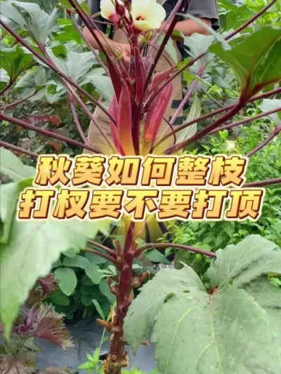 秋葵如何整枝打杈？要不要打顶？ #种植小技巧 #关注我一起学种菜 #家庭种植 #种菜 #秋葵种植