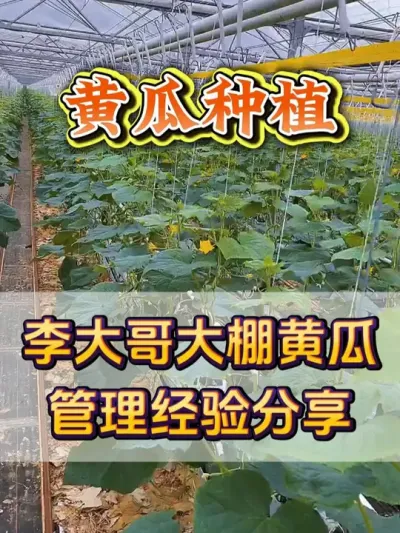 李大哥大棚黄瓜管理经验分享 #黄瓜种植 #黄瓜种植技术 #大棚蔬菜 #无限回购的宝藏单品 #抖音商城大牌钜惠