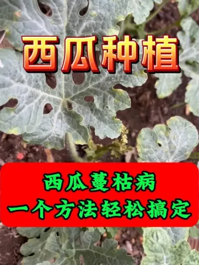 西瓜蔓枯病一个方法全搞定 #西瓜种植 #西瓜留瓜 #种植小技巧 #大棚西瓜 #西瓜管理