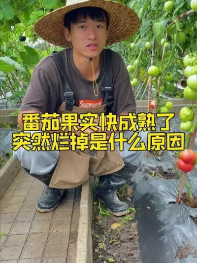 番茄快成熟了果实突然烂掉是什么原因？应该如何预防？ #种植小技巧 #关注我一起学种菜 #番茄种植 #家庭种植 #自己种的纯天然的绿色蔬菜
