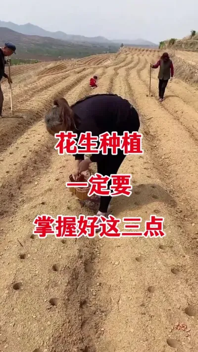 花生种植一定要记好这三点#花生种植 #花生高产 #花生种植管理技术 #花生的种植方法 #花生管理