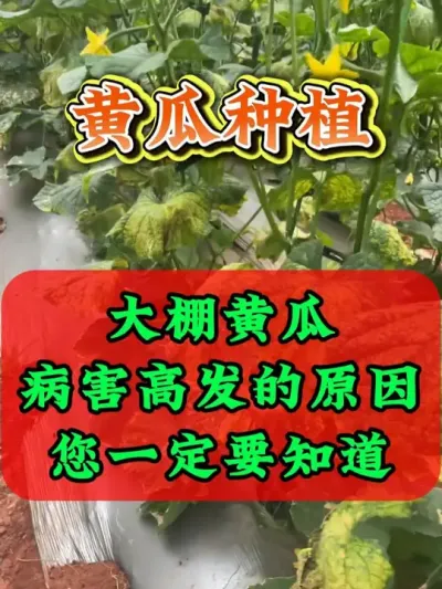 冬季大棚黄瓜病害高发的原因 #黄瓜种植 #黄瓜种植技术 #大棚蔬菜 #蔬菜种植 #助力农业发展