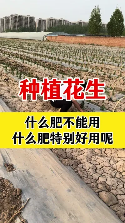 花生底肥什么能用什么不能用#花生种植 #花生底肥 #花生颗粒硼肥 #花生高产种植 #花生高产