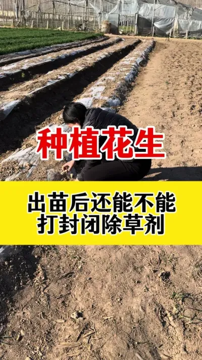 花生出苗后还能不能打封闭除草剂？#花生苗前封闭 #花生苗前封闭除草剂 #花生种植 #乙草胺封闭除草剂 #除草剂