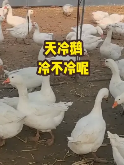 天冷鹅，冷不冷呢#抖音三农#养殖#养鹅