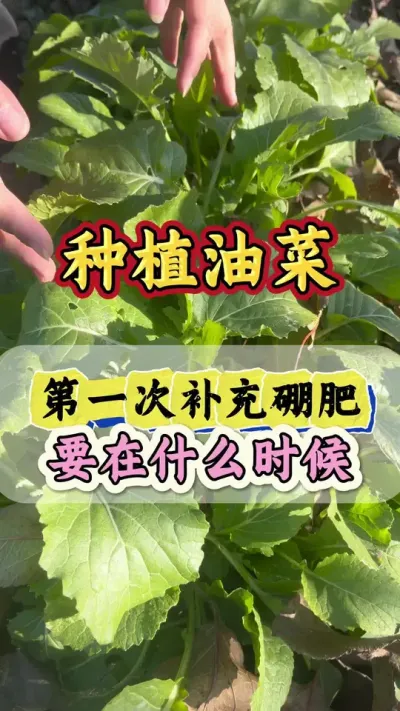 油菜硼肥什么时候喷施效果好#硼肥的功效与作用 #硼肥对植物的作用 #流体硼 #油菜硼肥 #油菜高产种植