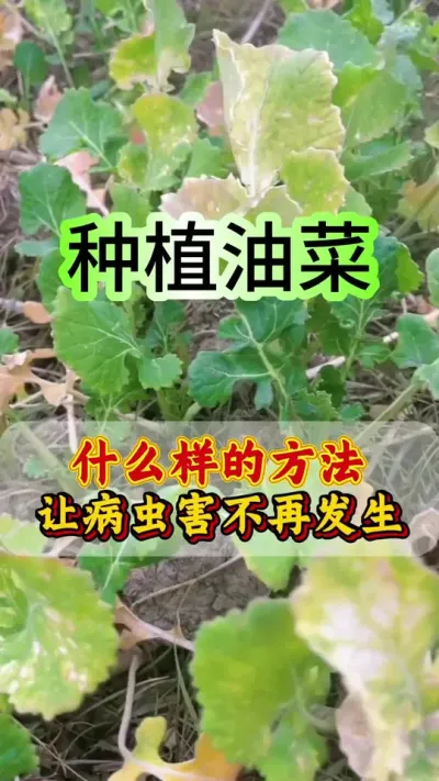 油菜种植怎样管理没有病虫害#油菜一喷三防 #油菜病虫害防治 #油菜病虫害 #油菜高产种植 #油菜种植管理
