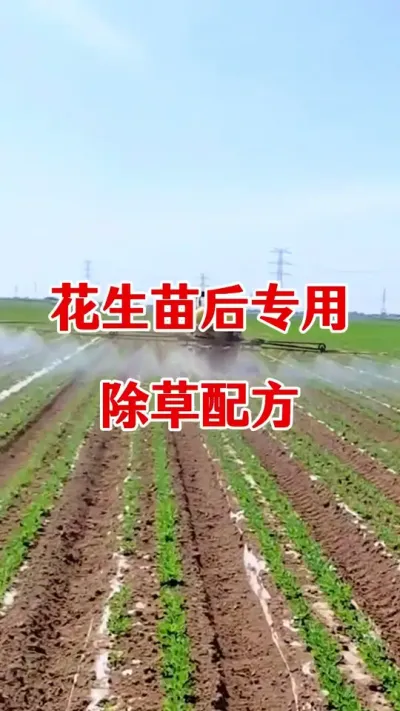 花生苗后专用除草配方，安全除草不伤苗#除草不伤作物 #花生苗后除草剂 #花生种植 #花生苗后专用除草剂 #除草剂