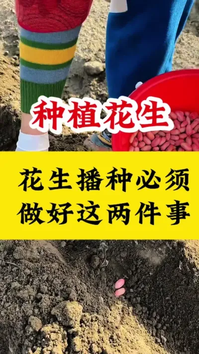 花生播种必须做好这两件事#花生种植 #花生高产 #花生种植管理 #花生种植技术