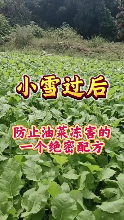 小雪节气过后怎样防治冻害#油菜冻害 #油菜防冻 #油菜防冻措施 #油菜种植 #植物防冻剂
