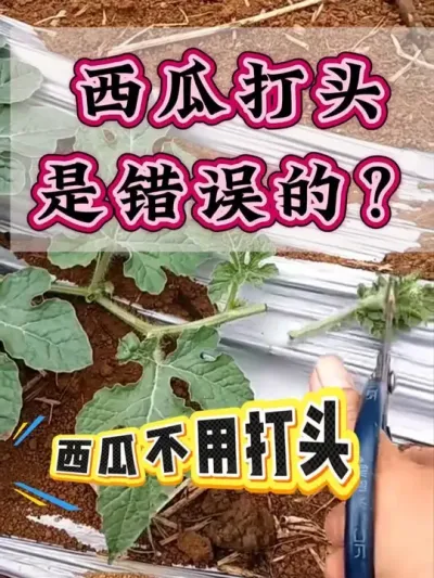 西瓜打头是错误的？ #西瓜种植 #西瓜六必治 #膨大增甜 #露天西瓜 #西瓜管理