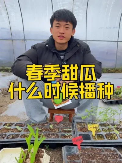 春季甜瓜什么时候播种？施肥的方法和时间是什么 #种植小技巧 #关注我一起学种菜 #家庭种植 #自己种的纯天然的绿色蔬菜 #学种菜