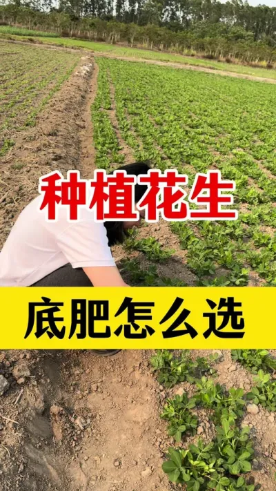 花生底肥怎样选#花生种植 #花生底肥 #花生施肥 #花生颗粒硼肥 #花生高产种植