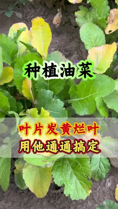 油菜叶片发黄烂叶一喷灵#油菜黄叶红叶一喷灵 #油菜黄叶烂根 #黄叶烂叶一喷灵 #油菜高产管理 #油菜种植