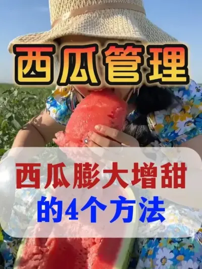 西瓜膨大增甜的4个方法 #西瓜种植 #葡萄糖肽 #膨大增甜 #露天西瓜 #西瓜管理