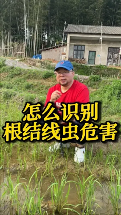 怎么识别根结线虫危害 #种之道 #水稻种植技术 #高产 #新农人计划 #病虫害防治