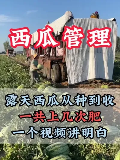 露天西瓜从种到收需要施几次肥 #西瓜种植  #露天西瓜 #西瓜管理 #助力农业 #来抖音学农技