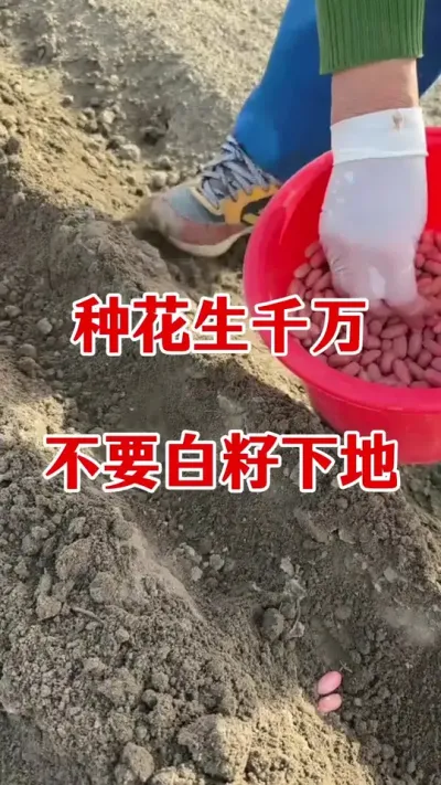 花生千万不要白籽下地#花生种植 #花生拌种 #花生拌种剂 #花生高产种植 #拌种剂