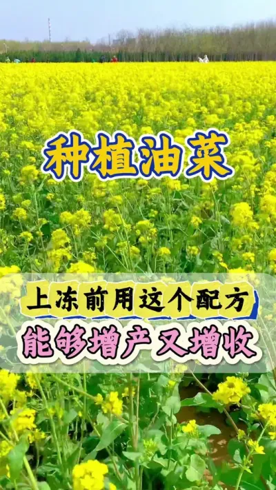 油菜用上它花多荚多产量高#油菜高产叶面肥 #油菜猛涨增产宝 #油菜高产种植 #油菜高产配方