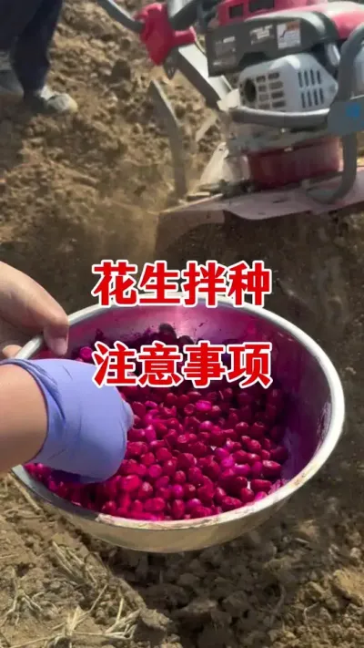 花生拌种注意事项#花生种植 #花生拌种注意事项 #花生拌种 #花生种植管理技术