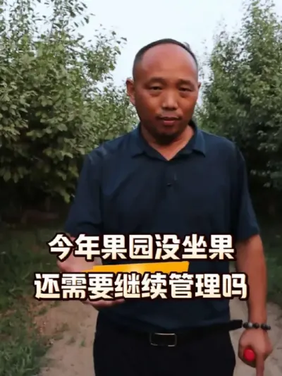 今年西梅园没有果，还要不要继续管理呢？#果园管理#西梅种植#农田行者 #农田行者技术服务联盟