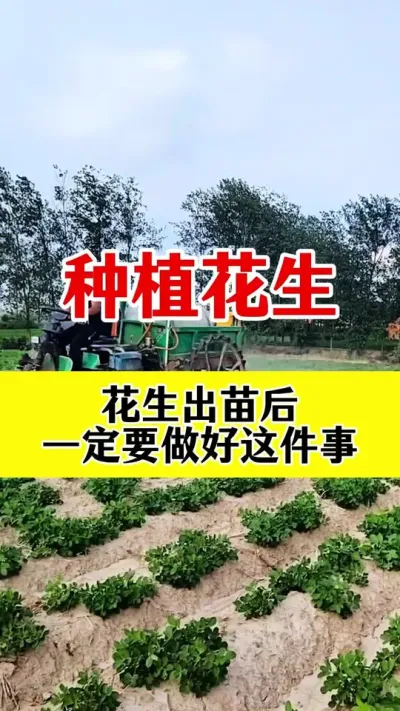 花生出苗后病害防治配方#花生种植 #花生病害防治 #花生高产种植 #花生病菌清 #花生高产