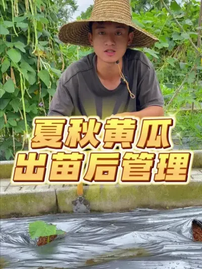 夏秋黄瓜出苗后如何管理？ #种植小技巧 #关注我一起学种菜 #家庭种植 #自己种的纯天然的绿色蔬菜 #黄瓜种植
